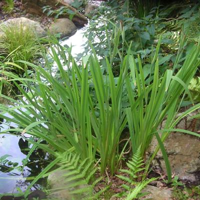 Laughing Lion Japanese Iris